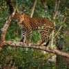 Levhart skvrnity - Panthera pardus - Leopard o0408o